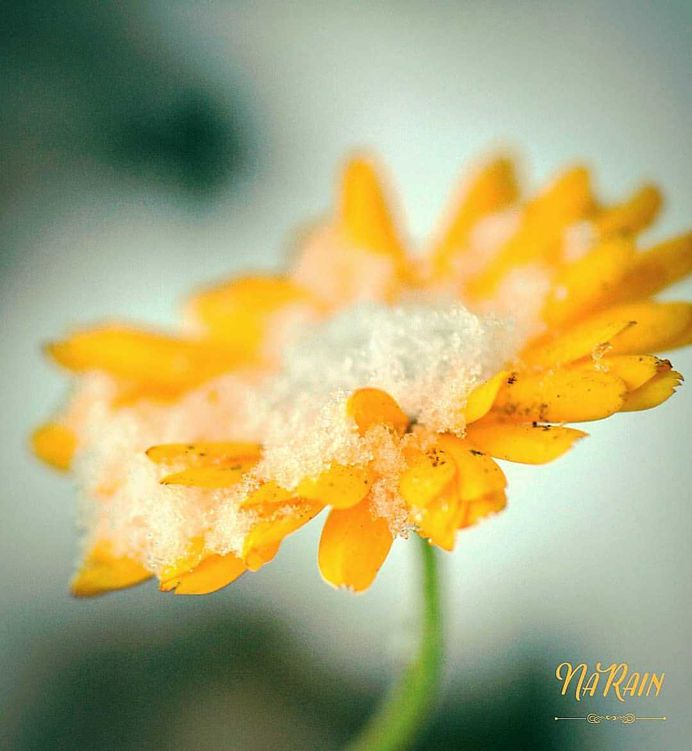 Beautiful Flowers and Plant Photography by Tania Perneel Stunnenberg