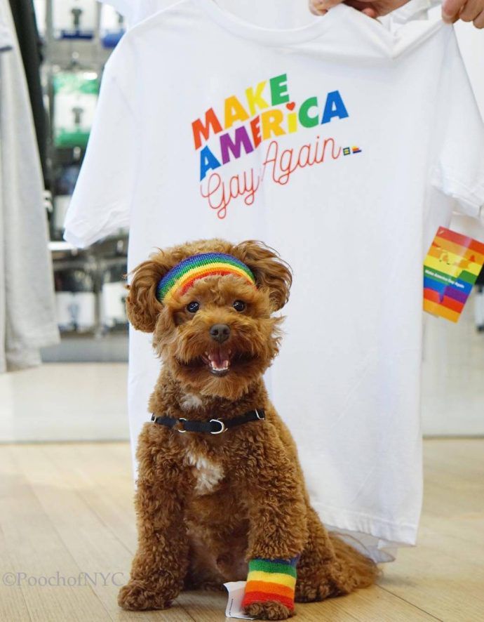 Most Dog Friendly Stores in America - American Apparel
