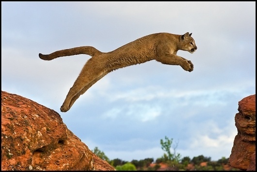 UT_Cougar01.jpg 750×501 pixels