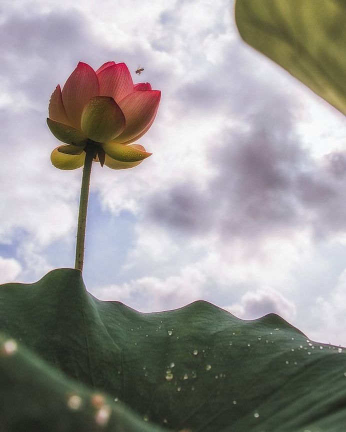 Wonderful perspective of lotus by Yoshizumi