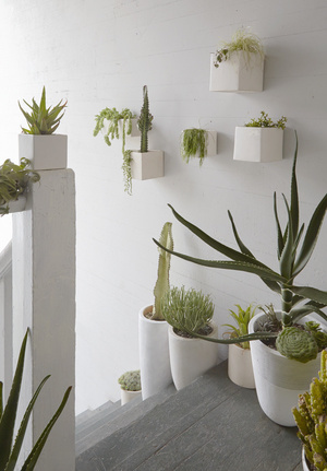 plants