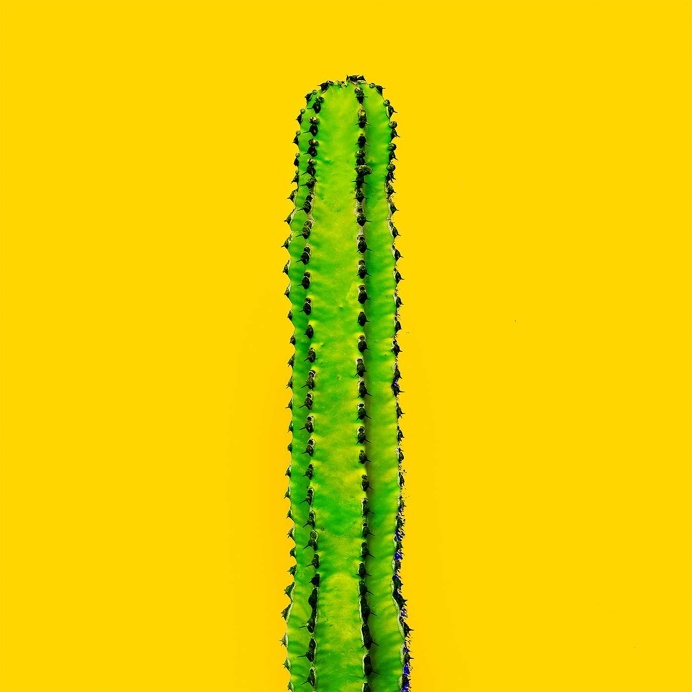 Minimalist and Colorful Cactus Photography by Evgeniya Porechenskaya