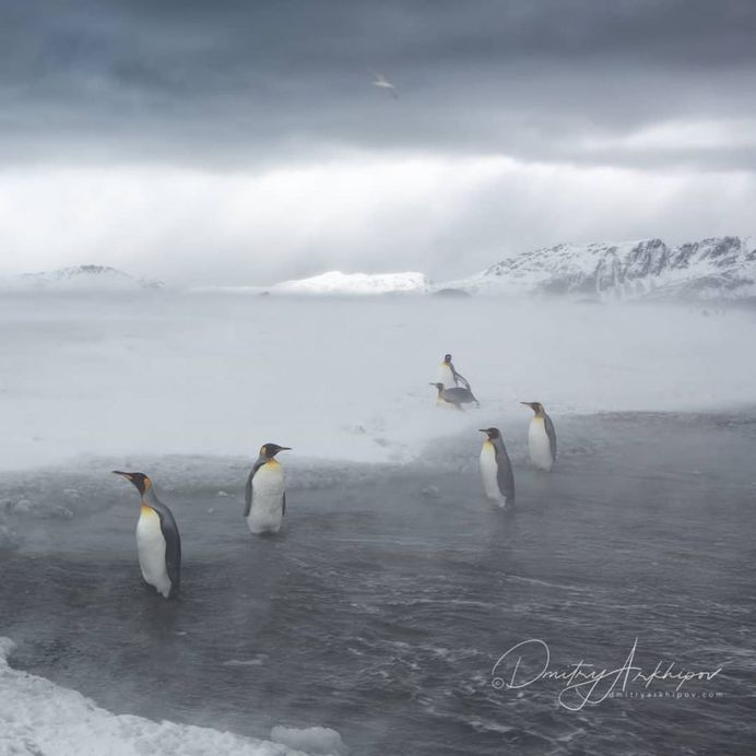 Fine Art Wildlife Photography by Dmitry Arkhipov