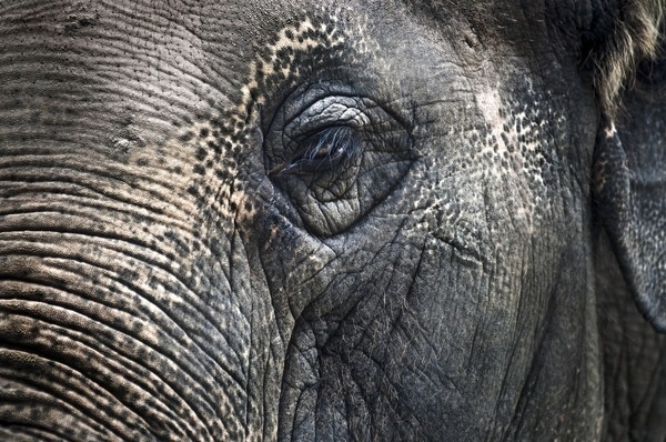 Wise Elephant Eye :: Photo by Kate Sheffield - http://www.behance.net/katesheffield #wise #elephant #eye #photography #animal