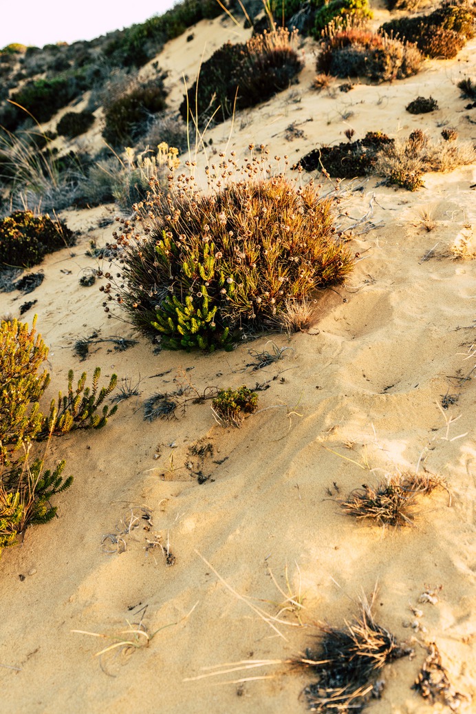 Carrapateira Portugal Desert Flowers