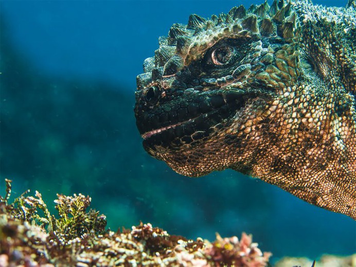 Oh no, Godzilla by Bruce Sudweeks