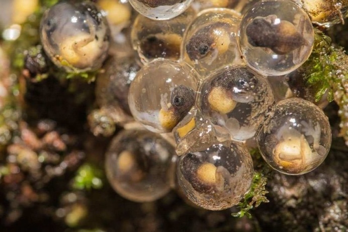Royal Society of Biology Photography Competition 2016 Shortlist