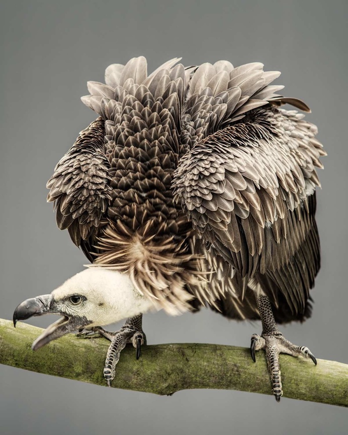 Birds of Prey by Andrew Shaylor