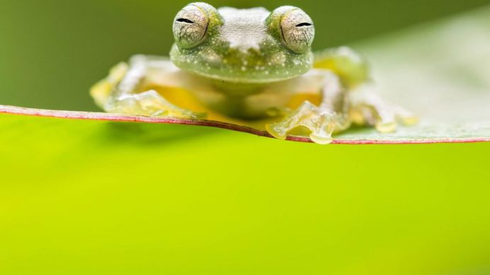 Alex Edwards of the University of Plymouth won the student category for her close-up photo of a powdered glass frog in Costa Rica