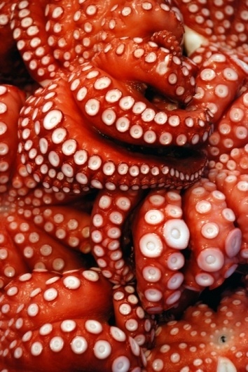 [redthreat] #octopuss