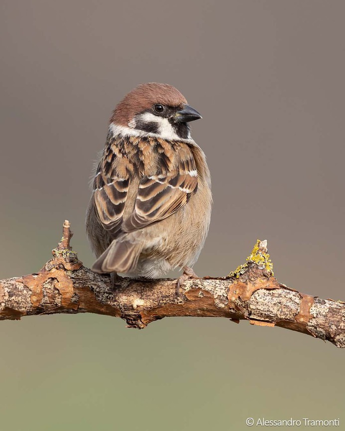 #birdwatching: Wonderful Bird Photography by Alessandro Tramonti