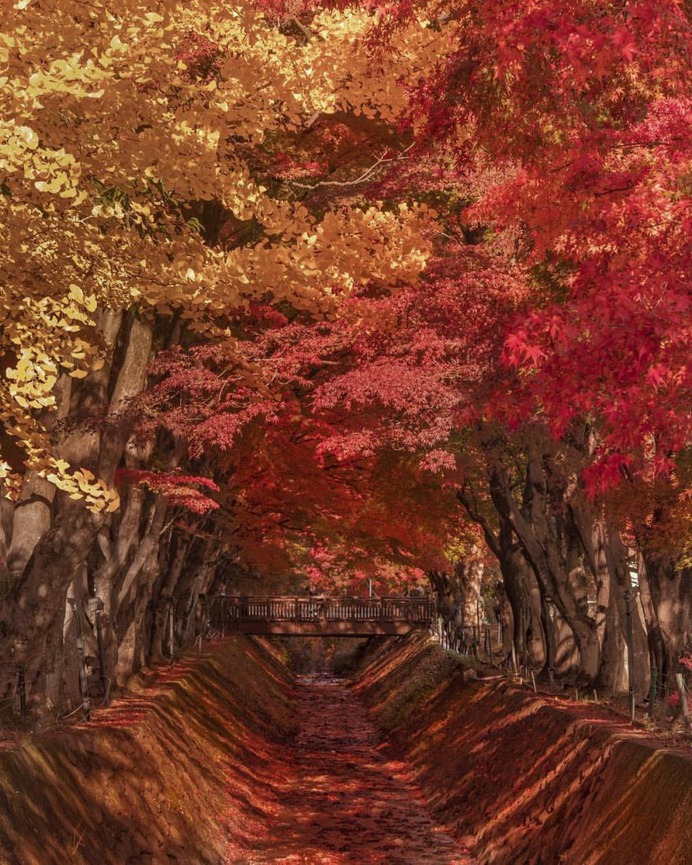 Amazing Nature Photography in Japan by Makiko Samejima