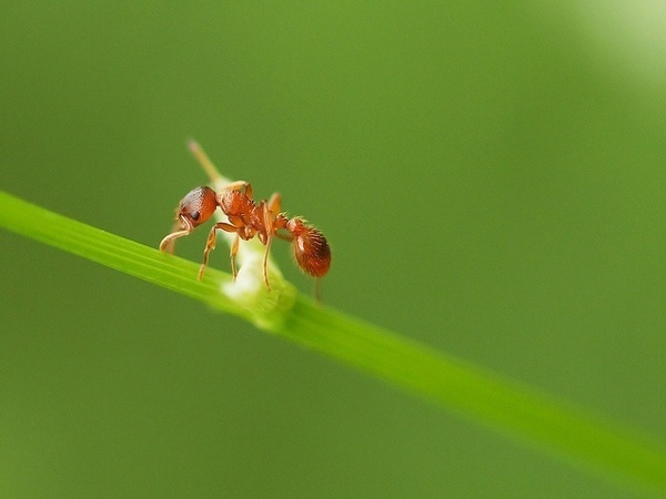 Photography by Geziena Pomp-Looman #inspiration #photography #macro