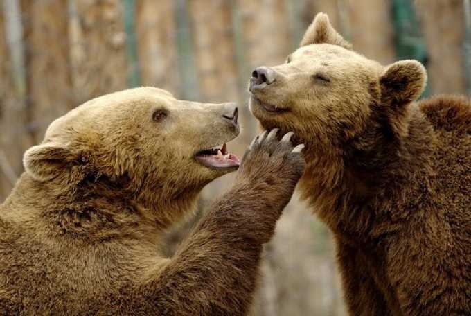 Animal Photography by Goran Anastasovski #inspiration #photography #animal