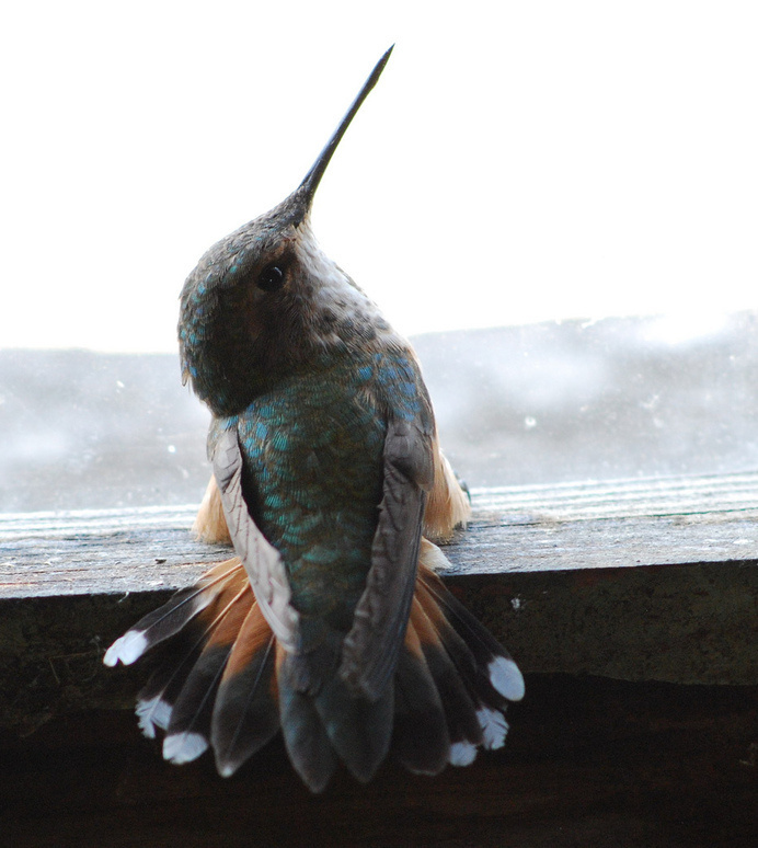 Hummingbird #photography #hummingbird