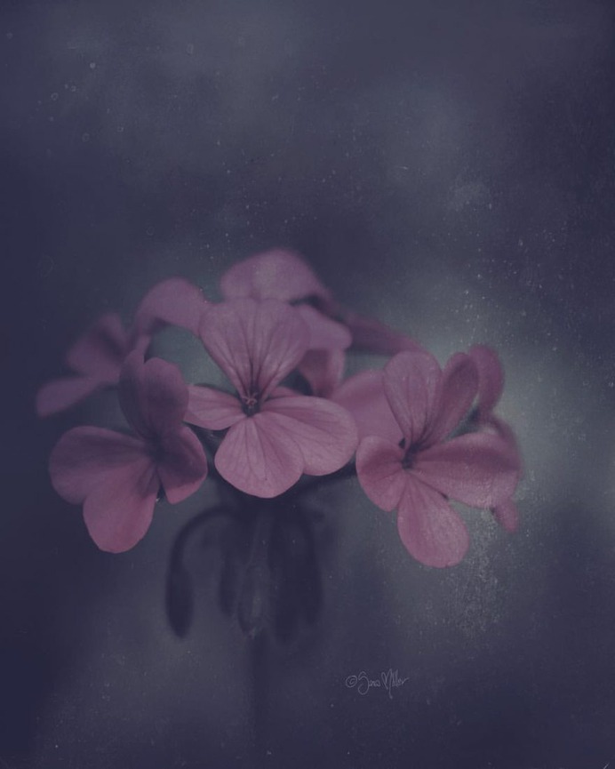 Fine Art Flowers Photography by Sara Möller