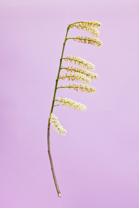 Blossom by Raw Color | PICDIT #photo #color #photography #purple #colour #plant