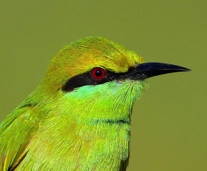Birds of India: Beautiful Bird Photography by Raj Shelke