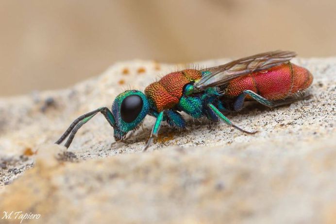 Insanely Detailed Macro Images of Insects by Mev Tapiero