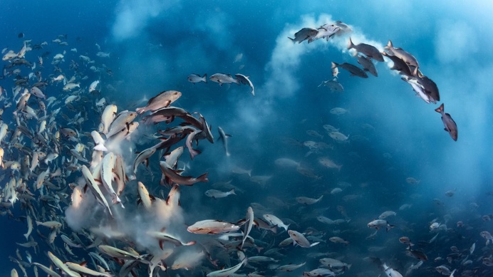 Two‐spot red snappers gather around Palau in the western Pacific Ocean - National Geographic