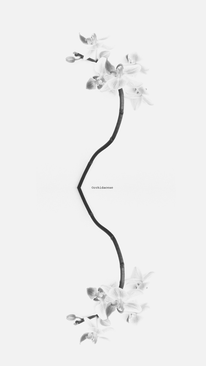 #orchidaceae © [ catrin mackowski ]