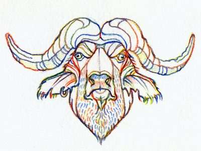 Buffalo by Katrin Luppo #illustration