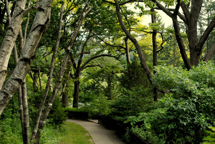 Toronto #nature #green #park #natural #forest #toronto #beauty #canada #photography
