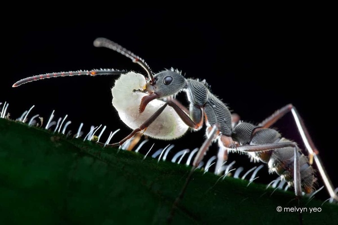 Detailed Macro Photos Of Insects by Melvyn Yeo