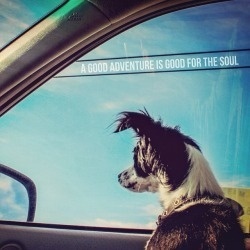 A good adventure is good for the soul. -@Eyoalha http://ift.tt/1hn6LYE #illustration #dog