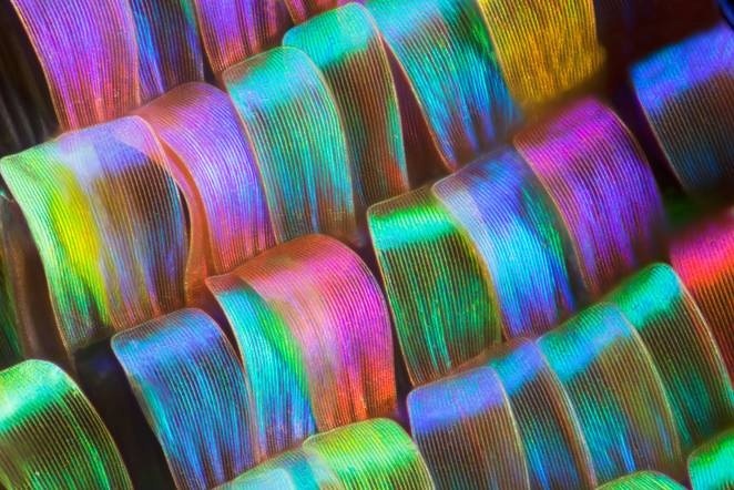 #butterfly #wings #macro #photo