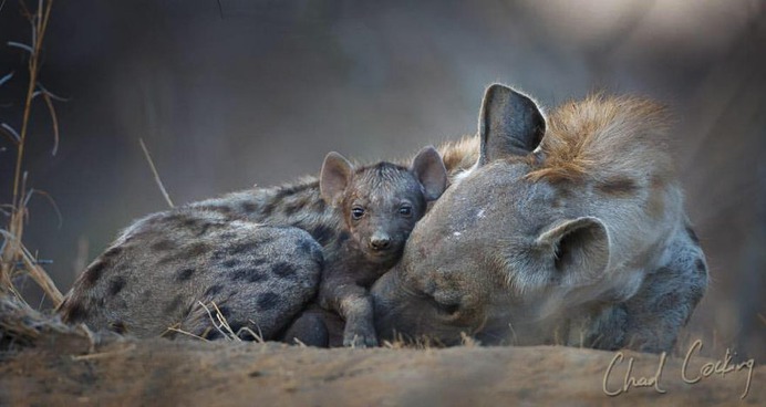 Amazing Wild Animals Portraits by Chad Cocking