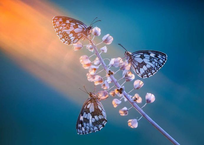 Photonic Bliss V by Petar Sabol