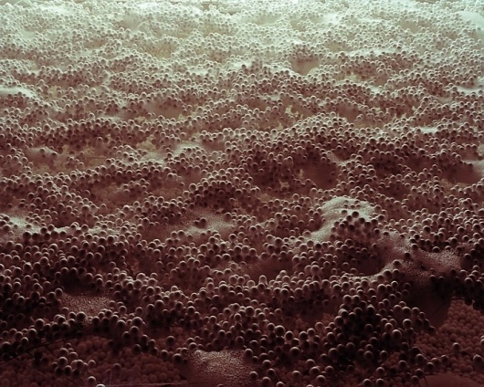 Primordial and cellular levels of knowing. — Synaptic Stimuli #pattern
