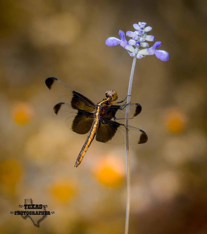 #macro_vision: Macro Insect Photography by Norman Rowsey