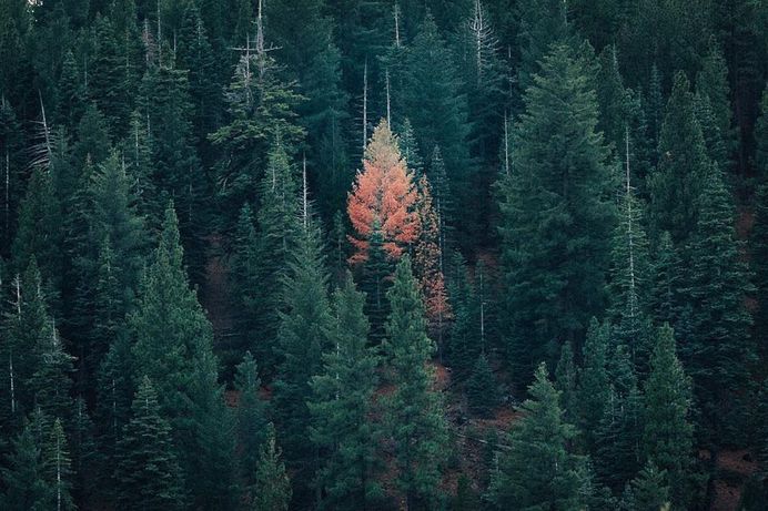 Beautiful Landscapes of Tahoe City and Around by Tsalani Lassiter