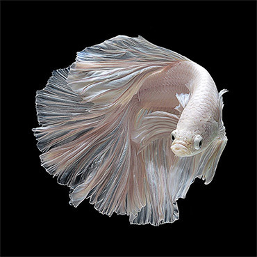 Stunning Portraits of Siamese Fighting Fish by Visarute Angkatavanich #portraits #fighting #fish #siamese