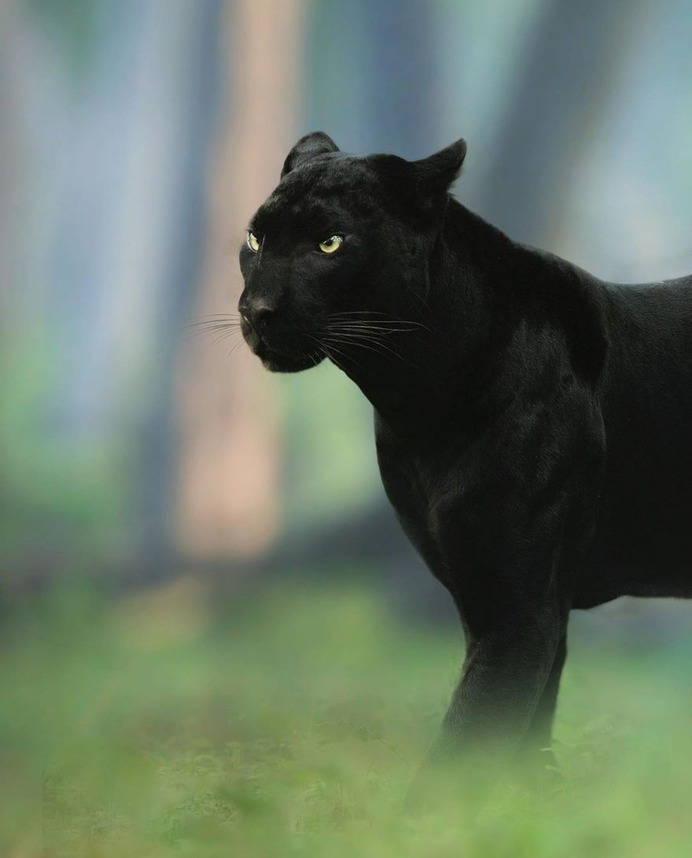 Dramatic Portraits of Wildlife Big Cats by Shaaz Jung