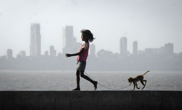 Yahoo! News Latest News #pet #photography #silhouette #monkey
