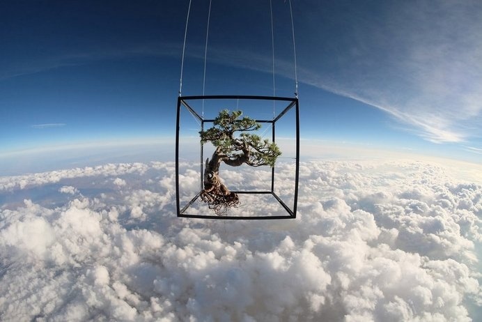 Makoto Azuma Uses the Stratosphere as a Backdrop For His Latest Floral Art space plants photography flowers #frame #sculpture #clouds #tree #design #plant #bonsai #photography #atmosphere #stratosphere #art #cube