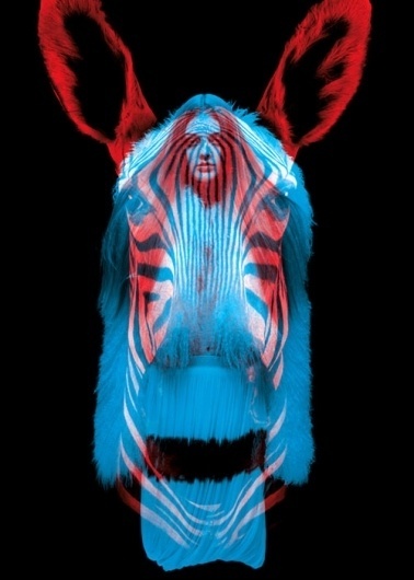 tumblr_l6suk27cLf1qcxitu.jpg (500×700) #photography #graphic #animals