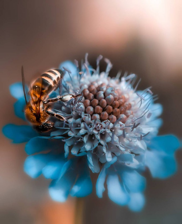 Fabulous Fine Art Flower Photography by Peter Wyss