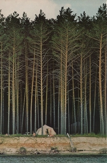 61150507410350890_AhrMA1ib_c.jpg (JPEG Image, 553 × 843 pixels) #geographic #camping #pine #forest #national