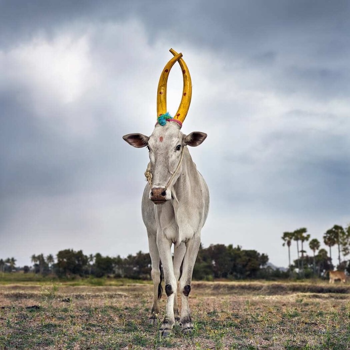 Daniel Naudé Captures A Celebration Of The Sacred Cattle