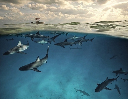 veltpotd.jpg (изображение «JPEG», 580x452 пикселов) #ocean #water #shark