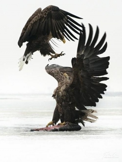 Category: Talents » Jonas Eriksson #eagle #photography
