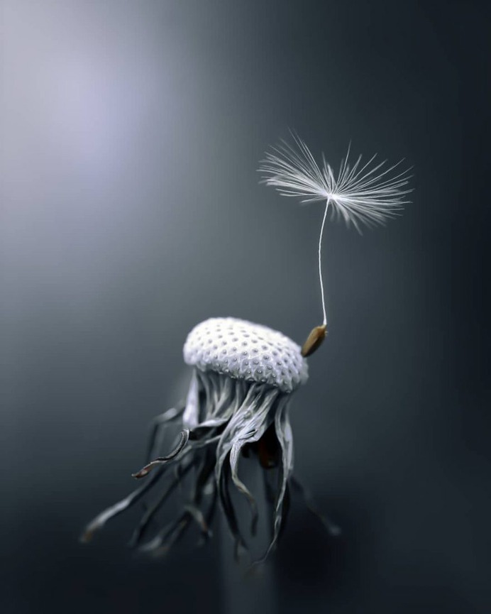 Fabulous Fine Art Flower Photography by Peter Wyss