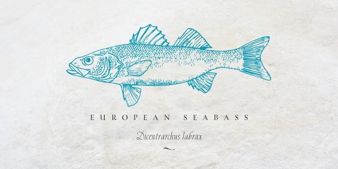 https://www.myfonts.com/fonts/resistenza/turquoise/ Many calligraphers agree that Roman Capitals is one of the most beautiful yet difficult hands to master. Its beauty lies in its simplicity of form and structure, yet understanding and applying these skillfully can take years of mindful practice. My goal was to design Roman Capitals that were smoothly designed with a brush, not carved. The main concept was based on the fundamental strokes that are commonly studied when you practice Roman letters. That's why many Serifs have these unfinished terminal serifs. I created the Turquoise typeface based on my Capitalis Romana practice with a flexible broad edged brush and gouache. During the lowercase process I was still following Foundational calligraphy with a flat brush. My Turquoise Capitals were then adjusted and redesigned at the Tipobrda calligraphy workshop in Slovenia. Turquoise contains small caps, many discretionary ligatures, ornaments, swashes as well as several brushy nature-inspired ornaments, accessible via OpenType. Ideally suited for headlines or body text in advertising, packaging and visual identities, its delicate shapes, curves and endings give projects a harmonious elegance and stylistic feel in unique Turquoise style. My inspiration for this font showcase is one of the richest islands in the Mediterranean, the place where my parents are from, Sicily. This southern Italian region has so many unique spots: Stromboli, part of the Aeolian Islands, and the Pelagie Islands is one of my favorite places in Sicily. The pictures I used were taken there this year. So enjoy the sun, the serifs, the water and its Turquoise colors. The brush is mightier than the sword.
