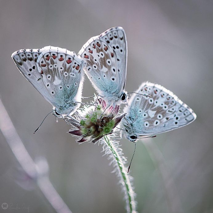Beautiful Butterfly Pictures by Sandra Graf