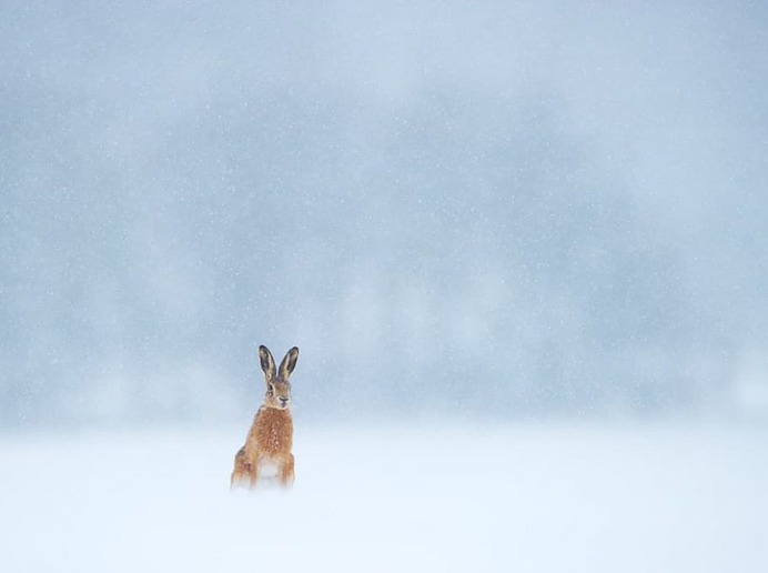 Stunning Photographs of Wild Animals by Andy Parkinson