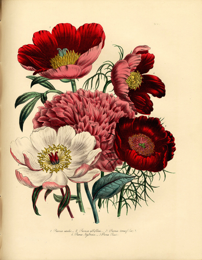 botanical illustration